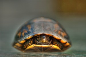 Baby_Turtle
